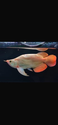 Exclusive Show Quality Rare Super Red Fish 8 Planet Arowana