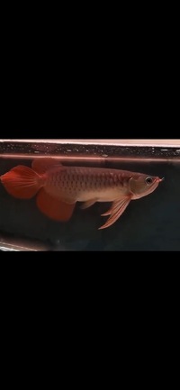 Exclusive Show Quality Rare Super Red Fish 9 Planet Arowana