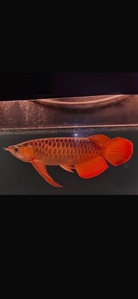 Exclusive Show Quality Rare Super Red Fish 10 Planet Arowana