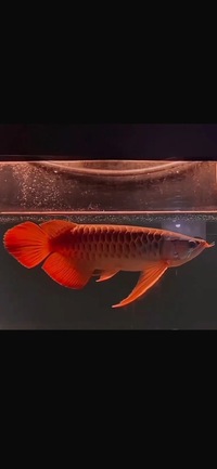 Exclusive Show Quality Rare Super Red Fish 10 Planet Arowana