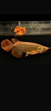 Exclusive Show Quality Rare Super Red Fish 11 Planet Arowana