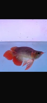 Exclusive KiNG Show Quality Rare Super Red Fish 12 Planet Arowana