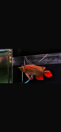 Exclusive KING Show Quality Rare Super Red Fish 13 Planet Arowana