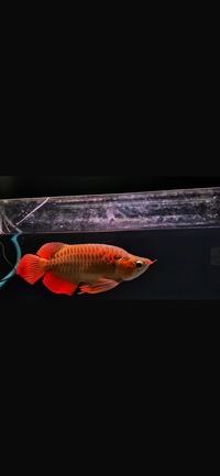 Exclusive KING Show Quality Rare Super Red Fish 13 Planet Arowana