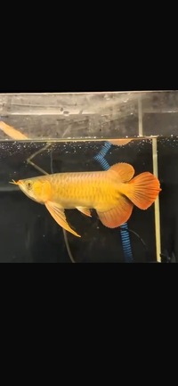 Exclusive Show Quality Rare Super Red Fish 14 Planet Arowana