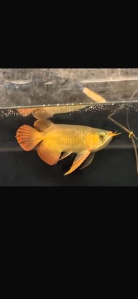 Exclusive Show Quality Rare Super Red Fish 14 Planet Arowana