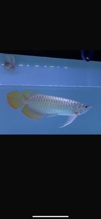 Exclusive Show Quality Rare Super Red Fish 16 Planet Arowana