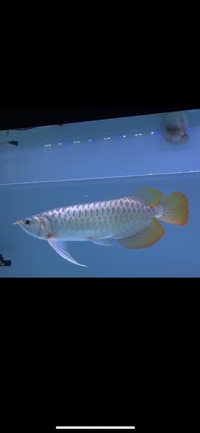 Exclusive Show Quality Rare Super Red Fish 16 Planet Arowana