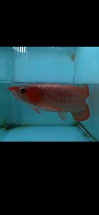 Exclusive Show Quality Rare Super Red Fish 17 Planet Arowana