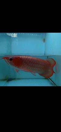 Exclusive Show Quality Rare Super Red Fish 17 Planet Arowana