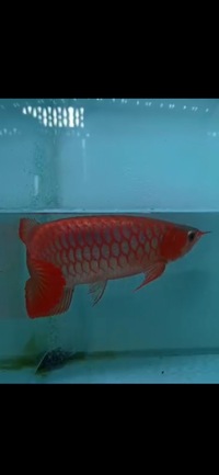 Exclusive Show Quality Rare Super Red Fish 17 Planet Arowana