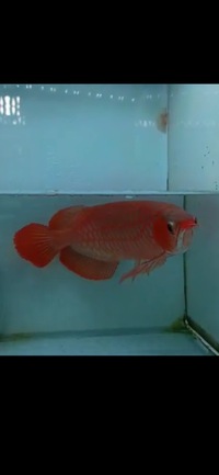 Exclusive Show Quality Rare Super Red Fish 17 Planet Arowana