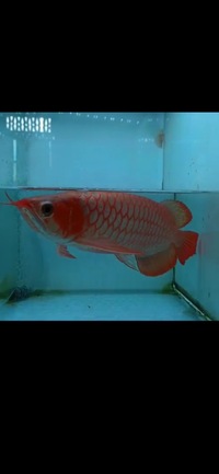 Exclusive Show Quality Rare Super Red Fish 17 Planet Arowana