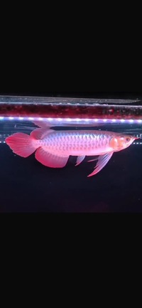 Exclusive Show Quality Rare Super Red Fish 18 Planet Arowana sold sold sold