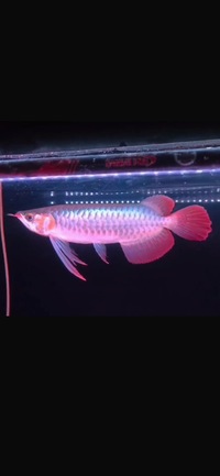 Exclusive Show Quality Rare Super Red Fish 18 Planet Arowana sold sold sold