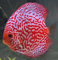 Discus for sale