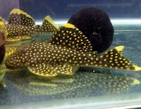 Live zebra pleco fish available for sale now.