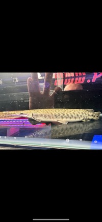 Large Florida Garfish