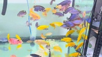 40+ adult malawi mbuna cichlids 2-6inch 2 giant hap/peacocks