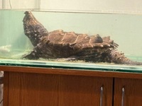 Alligator snapping turtle