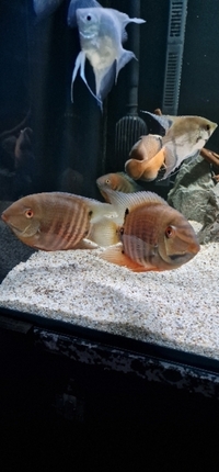 Large severums