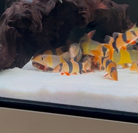 7 CLOWN LOACH 3,INCH ££90