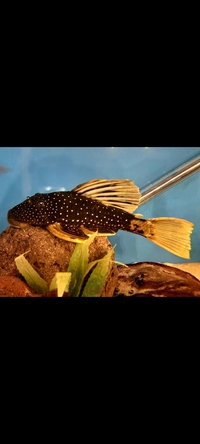 Luteus Sailfin Pleco