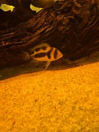 Black Widow Cichlid