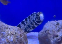 Snowflake Moray Eel