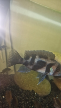 Black Widow Cichlid