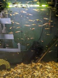 Young female endler guppies-some pregnant