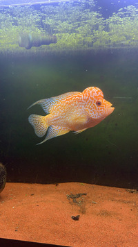 VIP Grade Full Pearl Golden Base Flowerhorn £250