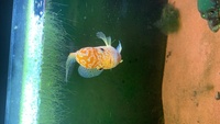 VIP Grade Full Pearl Golden Base Flowerhorn £250