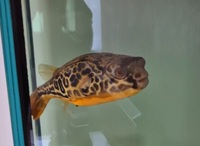 Mbu Puffer