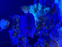 Large Purple Tang