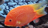 4 x Severum SA Cichlids for Sale - Roughly 10-15cm in Bromley