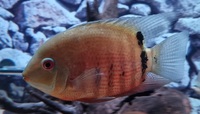 4 x Severum SA Cichlids for Sale - Roughly 10-15cm in Bromley