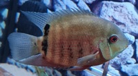 4 x Severum SA Cichlids for Sale - Roughly 10-15cm in Bromley