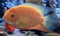 4 x Severum SA Cichlids for Sale - Roughly 10-15cm in Bromley