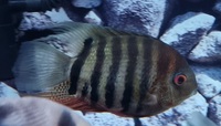 4 x Severum SA Cichlids for Sale - Roughly 10-15cm in Bromley