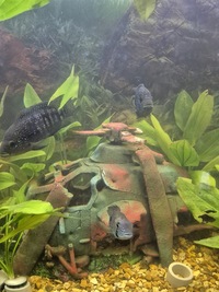 4ft tank and fish