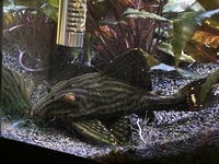 L190 pleco