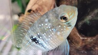 Stunning Blue Acara Cichlids - West London