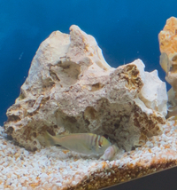 Petrochromis Fasciolatus Kasanga