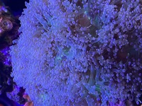 Corals mixed Euyphillia and Duncans