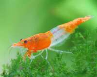 Orange rilli shrimp  Neocaridina 