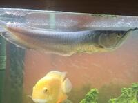 Silver Arowana for sale