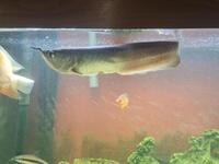 Silver Arowana for sale