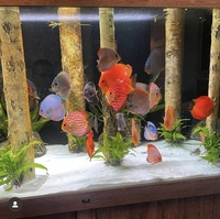 Stendker Discus for sale