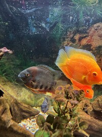 Red sholder Severum, Red spotted Severum, Jaguar Cichlid, Blood parrot